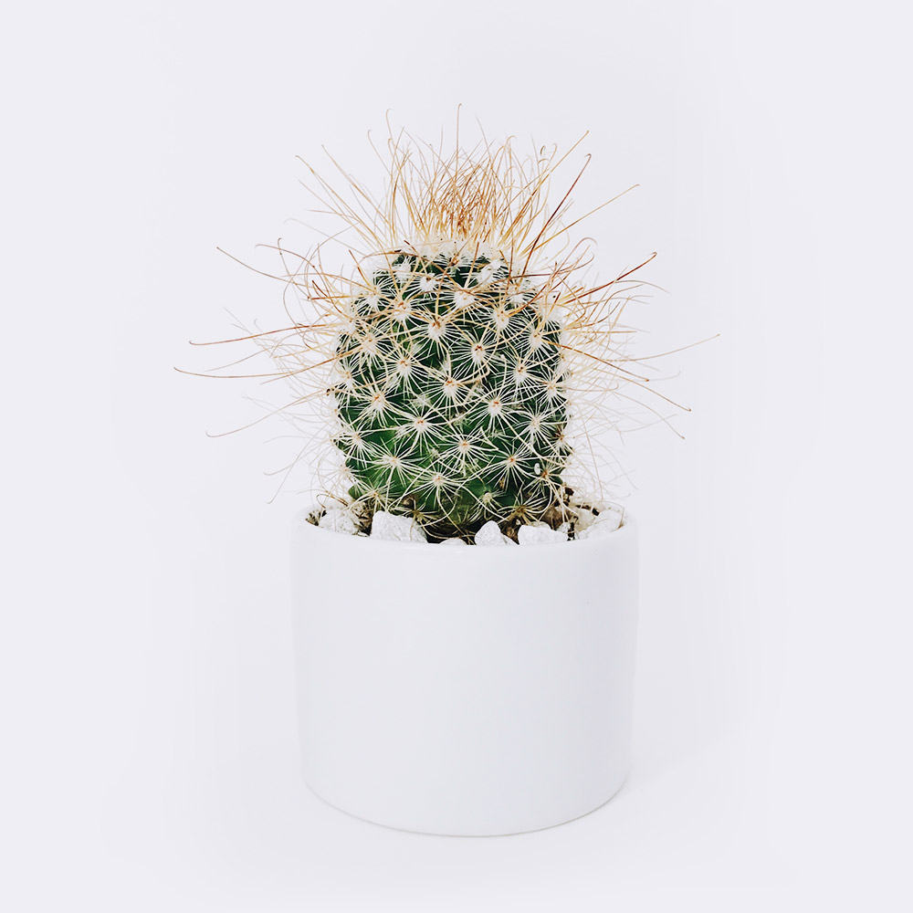 Cactus boule