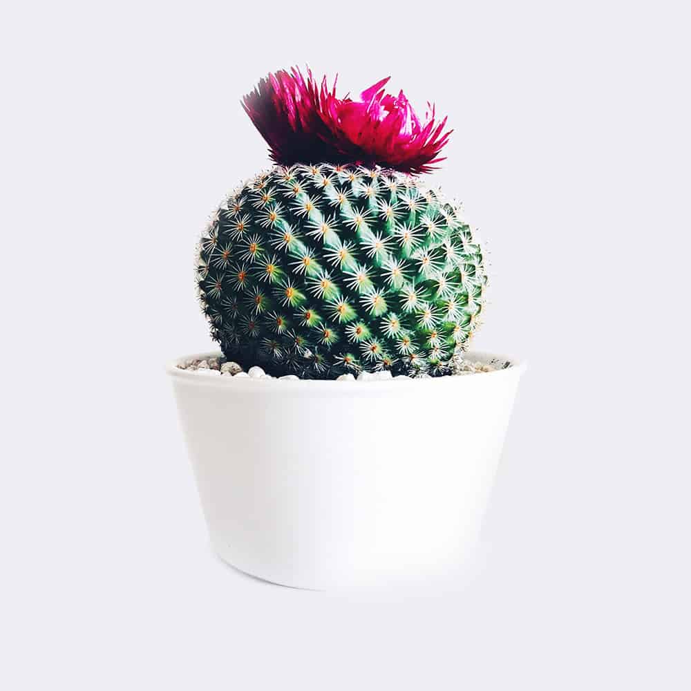 Cactus étoilé