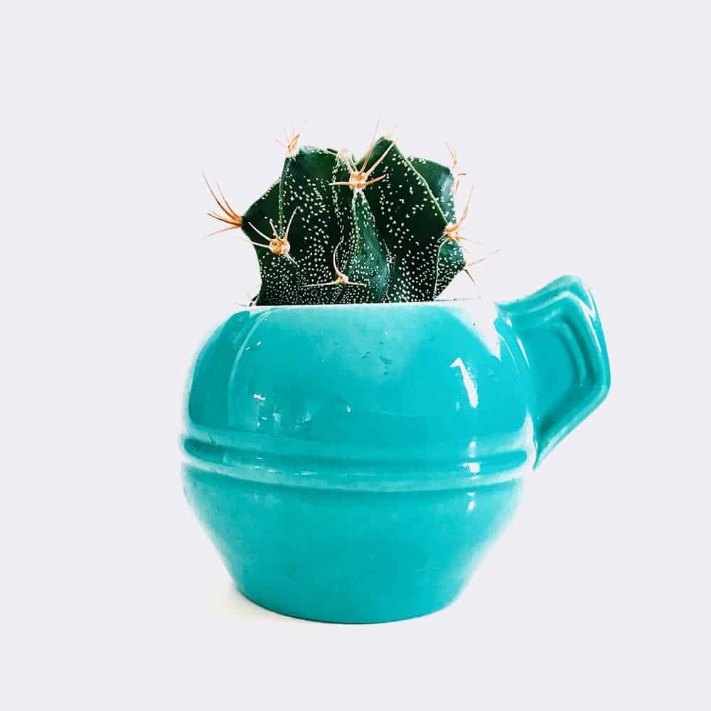 Lotus de la terre verte