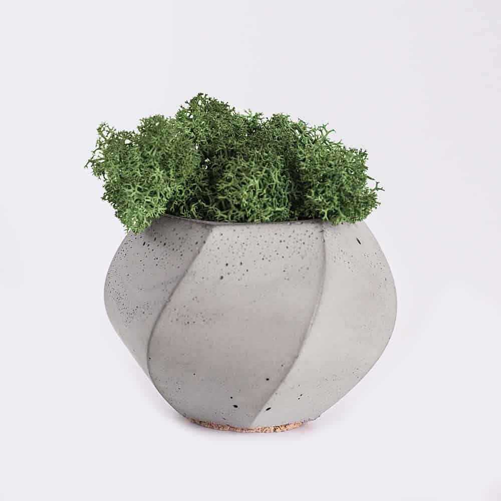 La vieille dame cactus