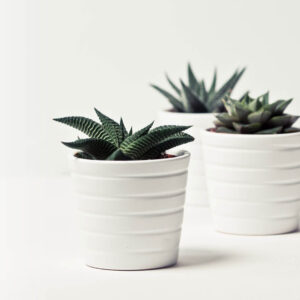 Boncellensis Secullant