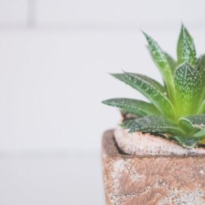 aloe vera plant pot green succulent — DigiKoder Plantes