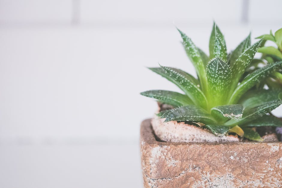 aloe vera plant pot green succulent — DigiKoder Plantes