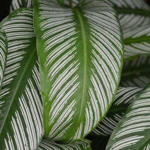 calathea orbifolia striped leaves indoor — DigiKoder Plantes