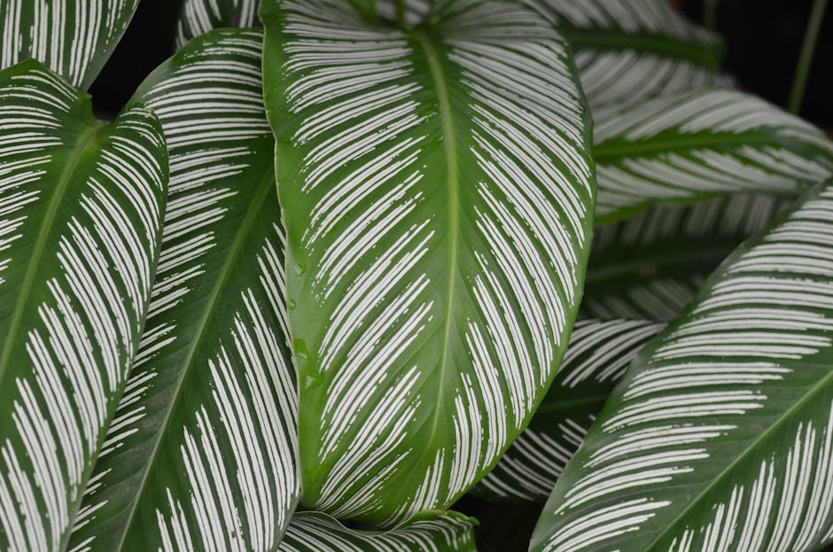 calathea orbifolia striped leaves indoor — DigiKoder Plantes
