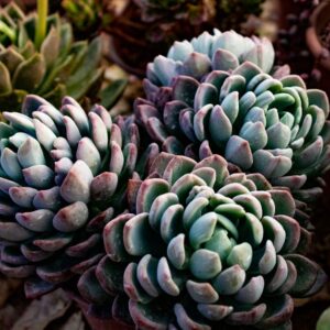 echeveria purple rosette succulent pot — DigiKoder Plantes