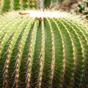golden barrel cactus round spiny desert — DigiKoder Plantes