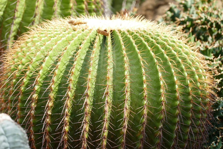 golden barrel cactus round spiny desert — DigiKoder Plantes