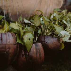 golden pothos hanging plant interior — DigiKoder Plantes