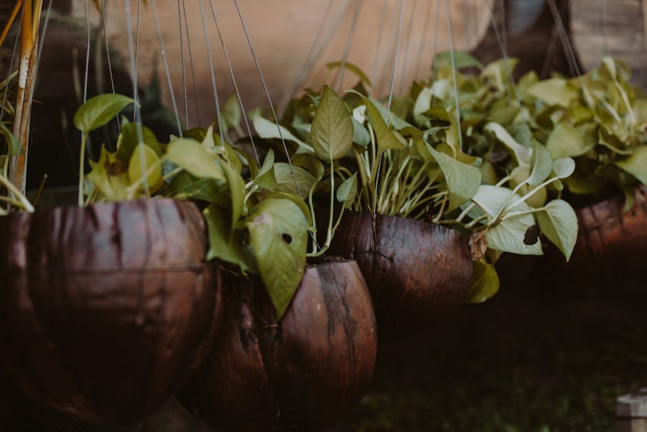 golden pothos hanging plant interior — DigiKoder Plantes