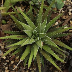 haworthia zebra succulent striped white — DigiKoder Plantes
