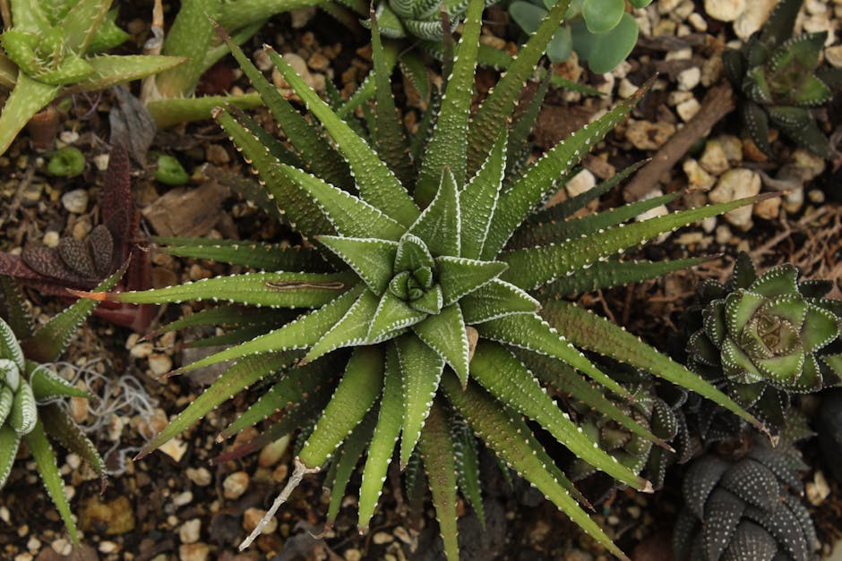 haworthia zebra succulent striped white — DigiKoder Plantes
