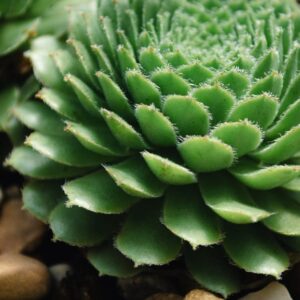 lithops living stones succulents closeup — DigiKoder Plantes