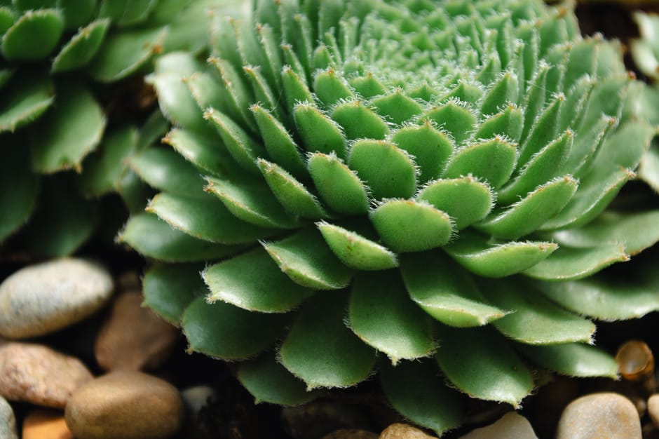 lithops living stones succulents closeup — DigiKoder Plantes