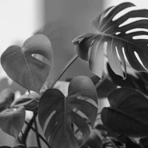 monstera deliciosa plant indoor tropical — DigiKoder Plantes