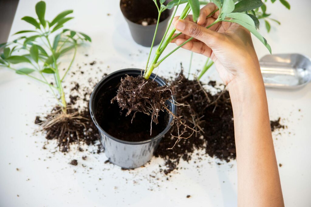 Close-up of a person's hand repotting a plant with visible roots indoors.