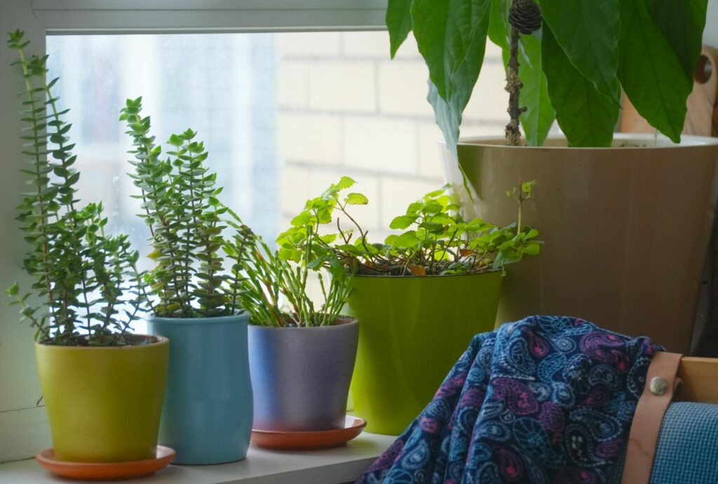 Variety of indoor plants in colorful pots on a window sill in St. Petersburg, creating a cozy home atmosphere.