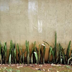 sansevieria snake plant tall green — DigiKoder Plantes