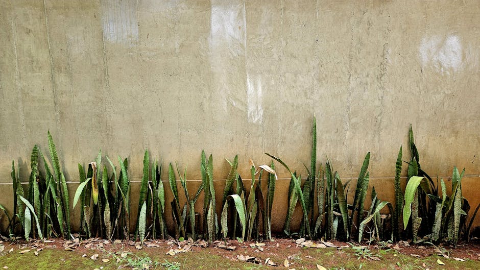 sansevieria snake plant tall green — DigiKoder Plantes